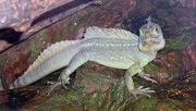 Basiliscus plumifrons1