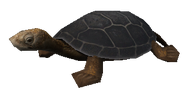 SoD Tier Schildkröte