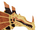Thorkonyx