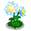 Moonflower