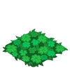 Clover Patch