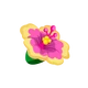 Hibiscus Blossom