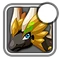 Iconnewzealand4