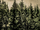 Forest3.png