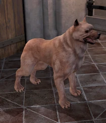 Мабарі в Dragon Age II