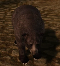 A summoned black bear