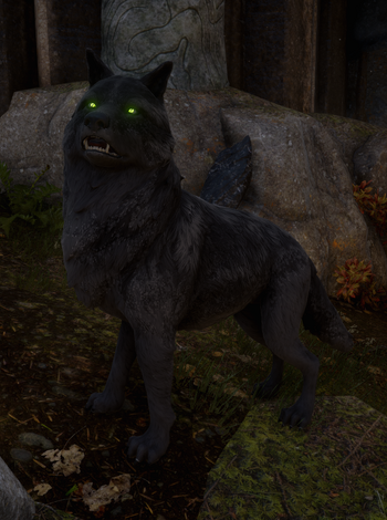 Black wolf