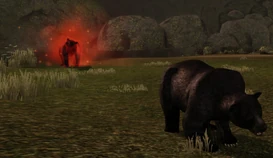 Enraged black bears