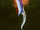 Edge of Vengeance
