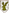 sabrae