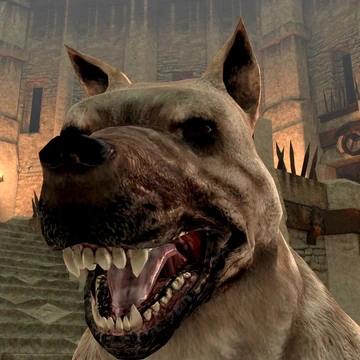 Dog Dragon Age Ii Dragon Age Wiki Fandom