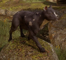 Коричневий різновид мабарі в Dragon Age: Інквізиція