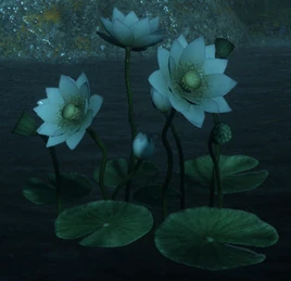 Dawn Lotus