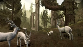 East Brecilian Forest