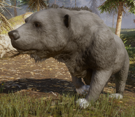 Large bear
