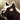 Cg ico race dog