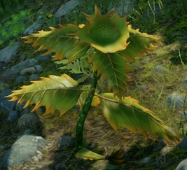 Rashvine Nettle (Inquisition)