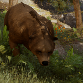 Bär 01