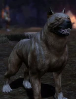 Hund: Ein Mabari Kriegshund. Dialoge