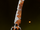 Ripper Blade