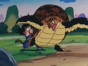 Tartaruga confundido com uma pedra