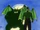 Dark Vassals
