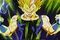 Majinvegeta225nb.jpg
