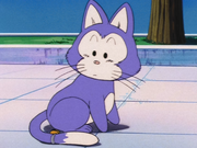 Mr. Popo's Cat