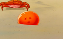IslandDB
