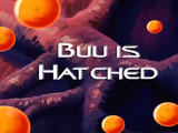 Buu is Hatched