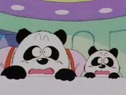 Pandas hide when they see Giran arrive