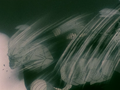 Piccolo punched in the face by Cell