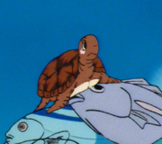 Turtle's son