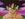 Bardock