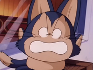 Puar furioso