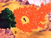 The ignited Dead Field