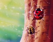 Coccinelle - dragon ball z