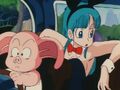 Oolong and Bulma in a car