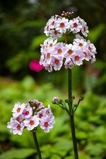 Roshiflowerprimrose