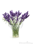 Korinflowerlavender