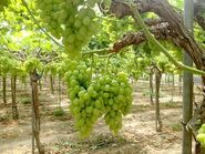 Green Grapes trees of Jimmy's House