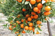 Orange trees of the Spencer World