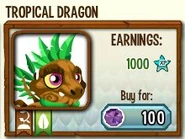 Tropical Dragon in Shop