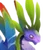Aurora-Drache0
