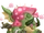 High Fungus Dragon