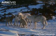 Arctic-wolf-pups-begging-for-food-from-adults