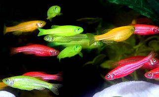 Glofish