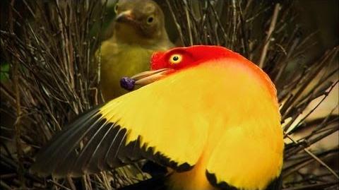 Dancers on Fire - The Sultry Dance of the Bowerbird