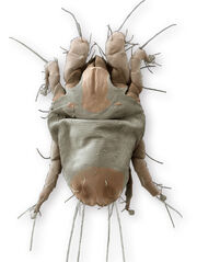 Dust Mite