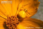 Female-crab-spider-camouflaged-on-flower